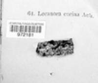 Caloplaca cerina var. cerina image